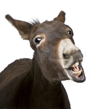 A donkey with its mouth open looking at the camera.