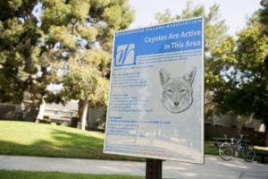 A sign warning residents of Coyotes is posted in Springbrook Park in Irvine on Thursday, October 13, 2016. (Photo by Ken Steinhardt, Orange County Register/SCNG)