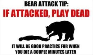 bear attack tip