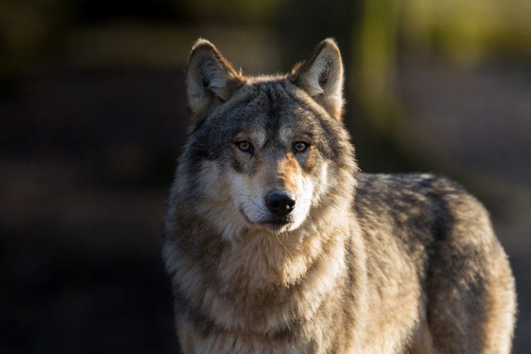 gray wolf