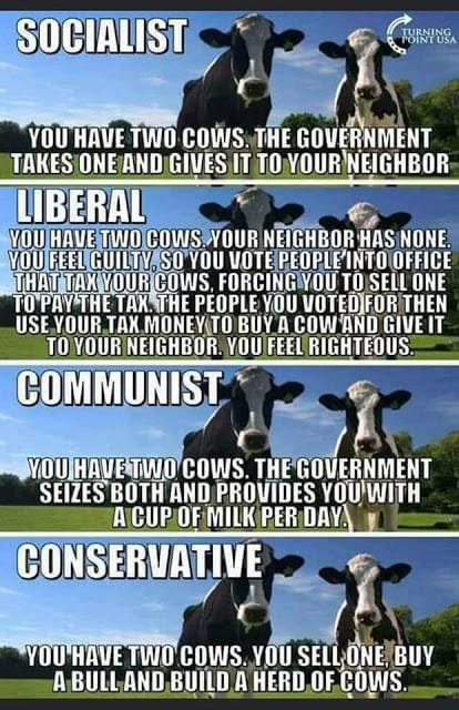 Political ideology with cows
