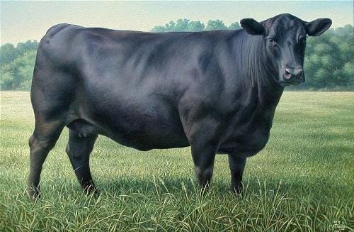 Angus cow