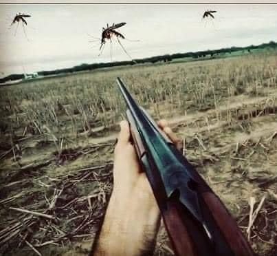 Mosquito hunting