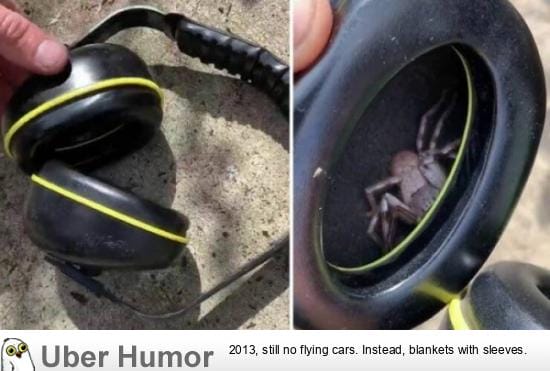 scorpion hiding in hearing protection