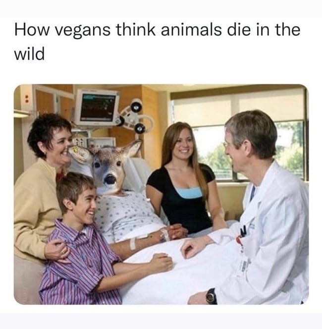 How vegans think animals die
