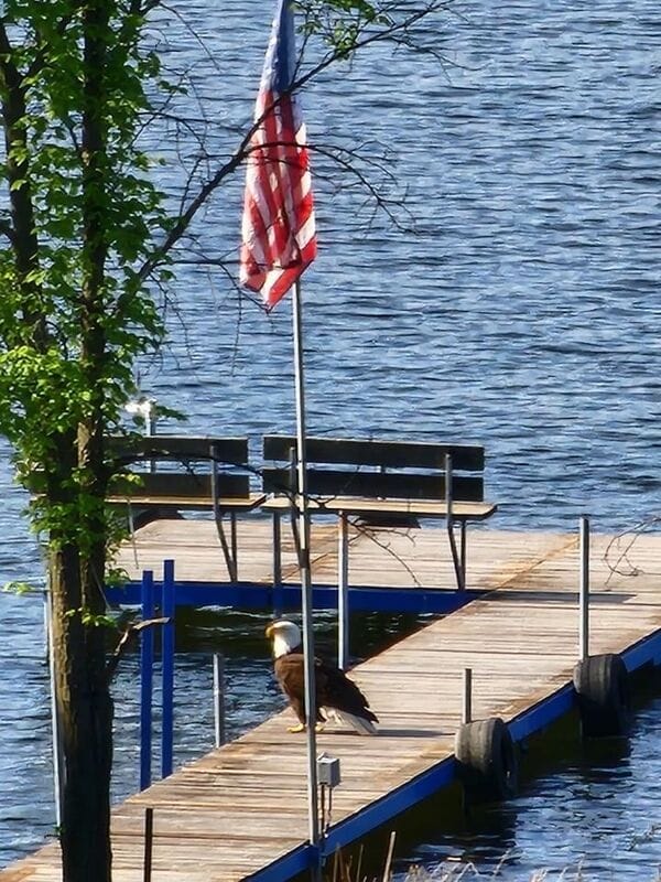 Bald eagle on dock by American flag