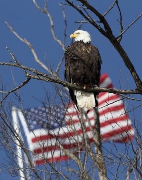 Bald eagle with American flag in the background