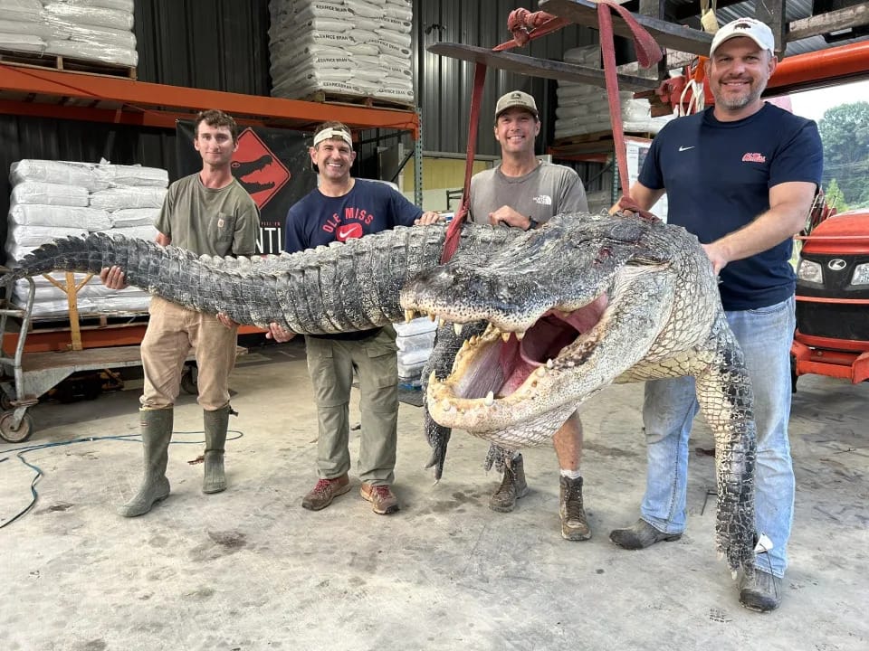 record alligator