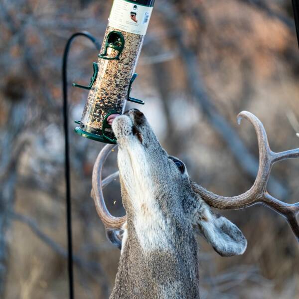 deer eating out of bird feeder