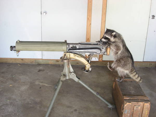 A raccoon stands on a wooden crate while inspecting an old mounted machine gun inside a garage.