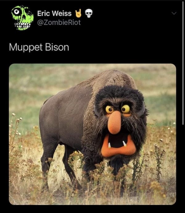 A bison with a comical face resembling a Muppet character stands in a grassy field.